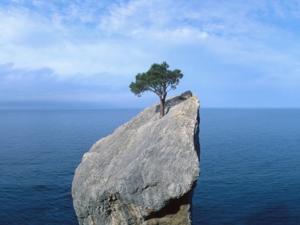 Tree on a rock